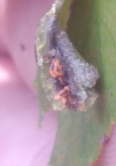 Phylloxera caryaevenae
