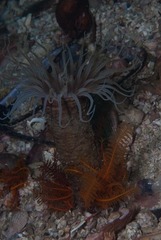 Ceriantheopsis austroafricanus