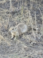 Urocitellus richardsonii
