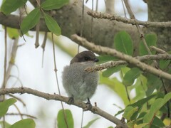 Lanius collaris collaris