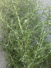 Dittrichia graveolens