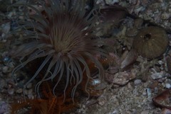 Ceriantheopsis austroafricanus