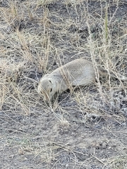 Urocitellus richardsonii