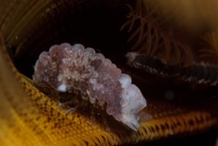 Exosphaeroma truncatitelson