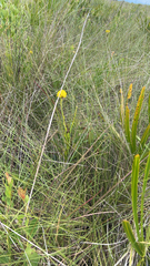 Polygala rugelii