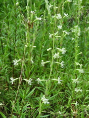 Silene tatarica