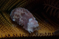 Exosphaeroma truncatitelson