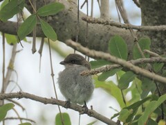 Lanius collaris collaris