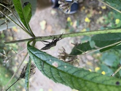 Piezogaster calcarator