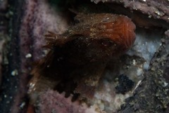 Coccotropsis gymnoderma