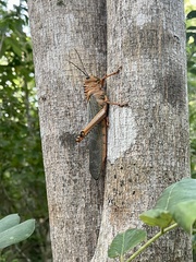 Tropidacris cristata