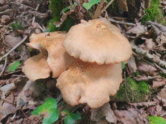 Armillaria socialis