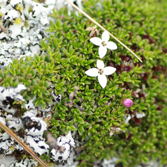Arcytophyllum muticum