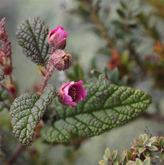 Rubus acanthophyllos