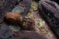 Coccotropsis gymnoderma