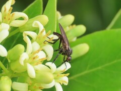Empidoidea