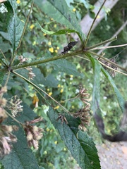 Piezogaster calcarator