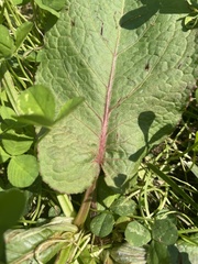 Rumex obtusifolius