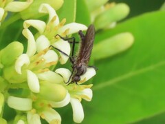 Empidoidea