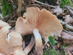 Armillaria socialis