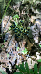 Allium tricoccum