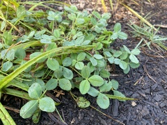 Trifolium hybridum