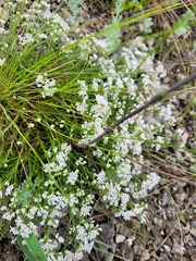 Asperula tephrocarpa