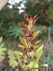 Lysimachia punctata