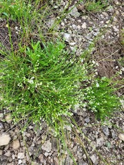 Asperula tephrocarpa