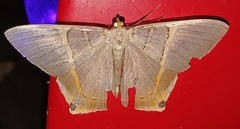 Phrygionis polita