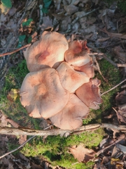 Armillaria socialis