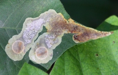 Cameraria guttifinitella