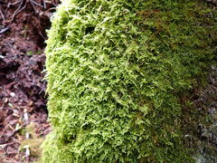 Claopodium crispifolium