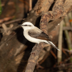 Fluvicola nengeta
