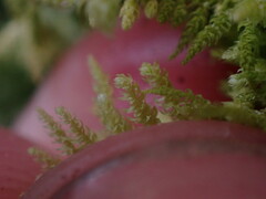 Claopodium crispifolium