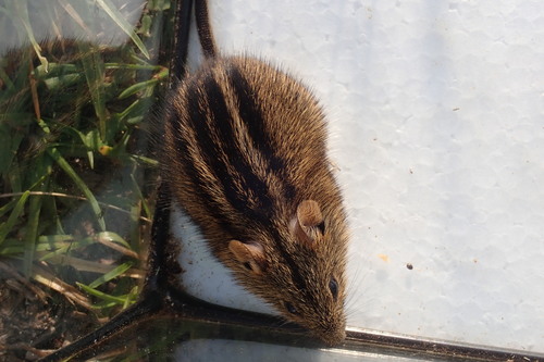 Mesic Four-striped Grass Rat