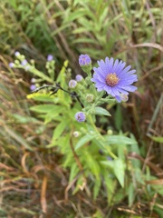 Symphyotrichum laeve