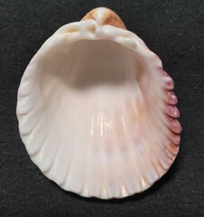 Trachycardium procerum