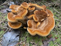 Bondarzewia occidentalis