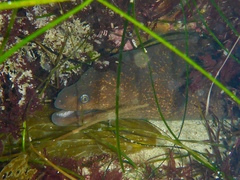 Gymnothorax mordax