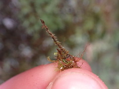 Bartramia pomiformis