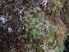 Bartramia pomiformis