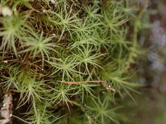 Bartramia pomiformis