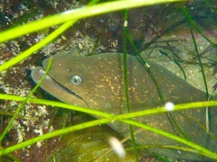 Gymnothorax mordax