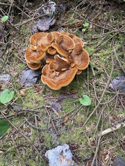 Bondarzewia occidentalis