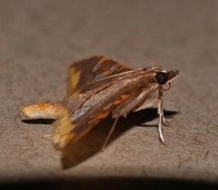 Prophantis androstigmata