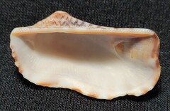 Arca pacifica