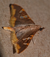 Prophantis androstigmata