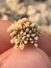 Eriogonum diatomaceum