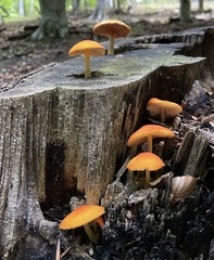 Pluteus aurantiorugosus